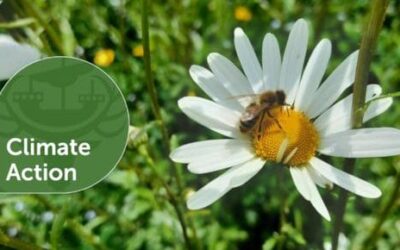 New Forest District Council reviews climate action progress in latest report